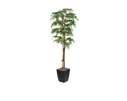 6' Ruscus Tree in Black Metal Planter