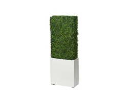 5' Boxwood Hedge in White Box