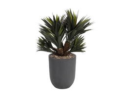 42" Star Succulent Plant in Grey Cement Planter