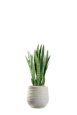 Snake Plant in White Etched Planter