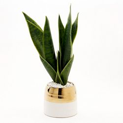 Green Mother-in-Law's Tongue in Oval Cream/Gold Ceramic Planter