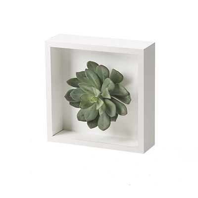 Large Frosted Echeveria in White Wood Square