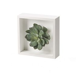 Large Frosted Echeveria in White Wood Square