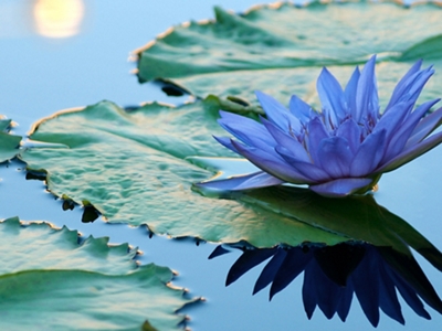 Water Lily Serenity Wall Art - 40"x30"