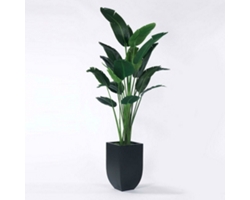 Traveler's Palm - 8 Ft.