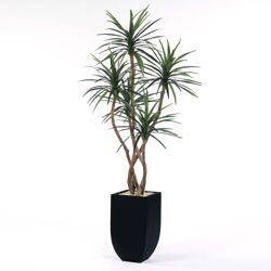 Yucca Tree in Metal Container - 8 Ft.