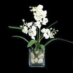 Small White Orchid in Cube