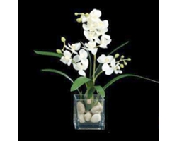 Small White Orchid in Cube
