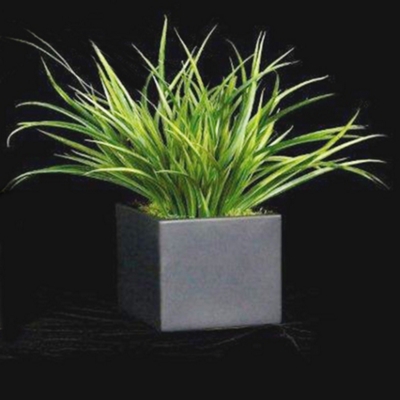 Yucca Grass In Black Cube - 15"