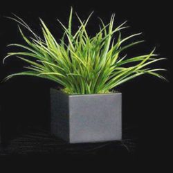 Yucca Grass In Black Cube - 15"