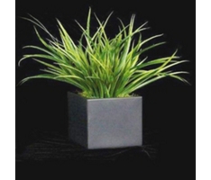 Yucca Grass In Black Cube - 15"