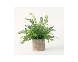 Maidenhair Fern Accent Plant