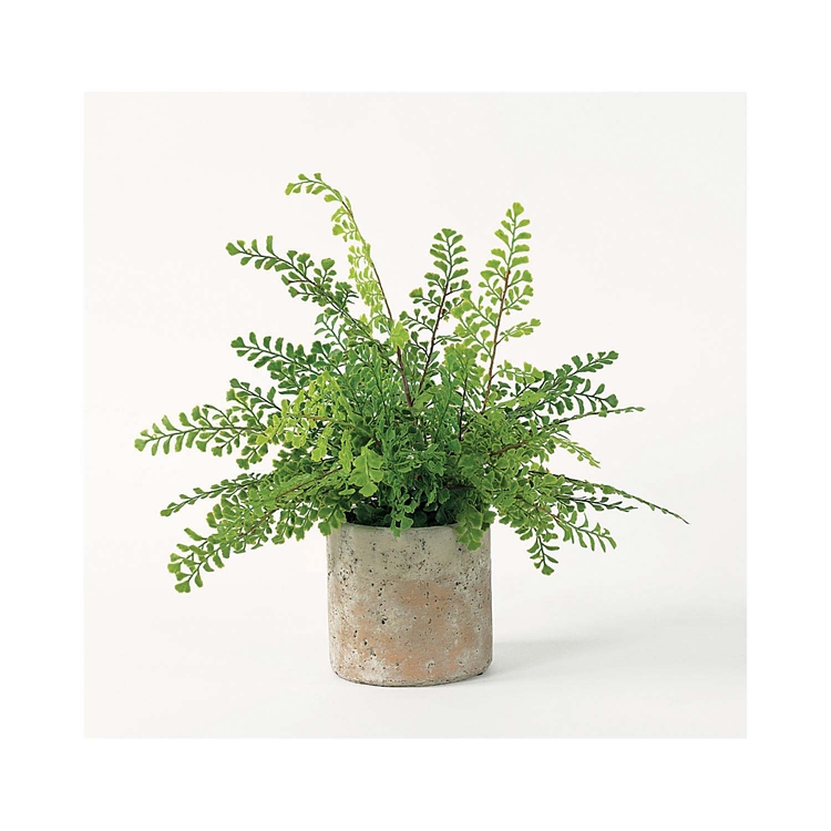 arboricola trinette plant Trinette  Jungle Plants