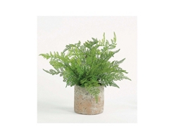 Lace Fern in Earthen Vase - 17"
