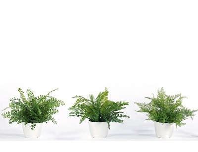 Small Ferns - Set of Three