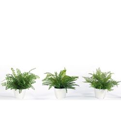 Small Ferns - Set of Three