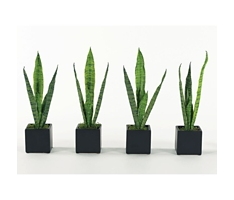 Sansevierias - Set of Four