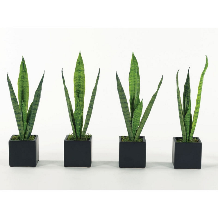 Sansevierias - Set of Four