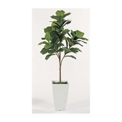 Fig Tree Floor Plant - 6 Ft.