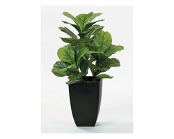 Fig Floor Plant in Black Pot