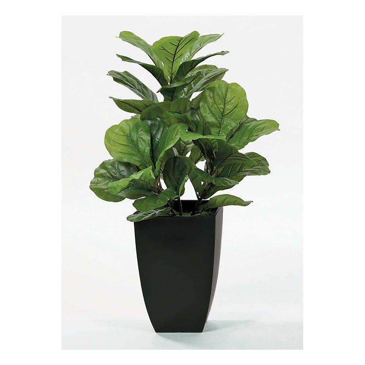 Fig Floor Plant in Black Pot