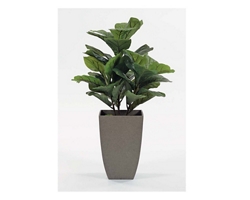 Fig Floor Plant in Gray Pot