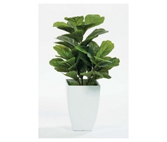 Fig Floor Plant in White Pot