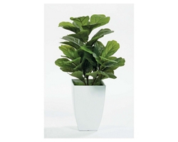 Fig Floor Plant in White Pot