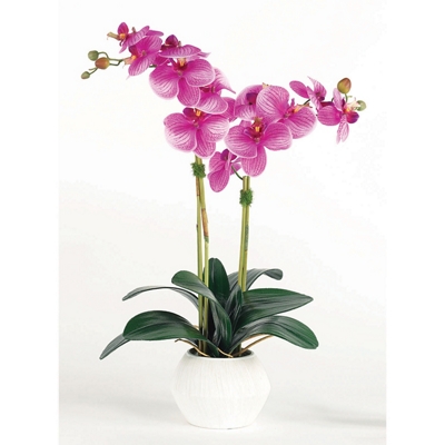 Fuchsia Orchid in White Pot - 26"