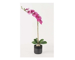 Fuchsia Phalaenopsis Orchid - 29"