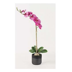 Fuchsia Phalaenopsis Orchid - 29"