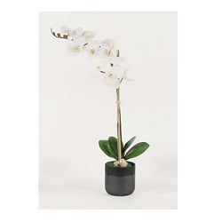White Phalaenopsis Orchid - 29"