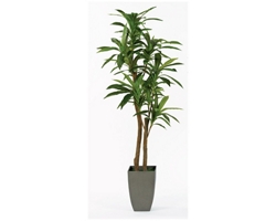 Yucca Floor Plant - 6.5 Ft.