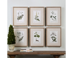 Botanical Framed Prints, Set of Six