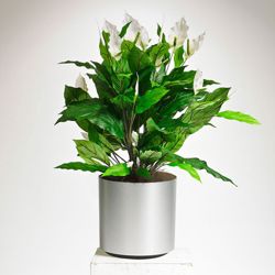 Realistic White Peace Lily Plant - 3 Ft.
