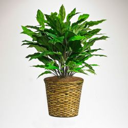 Green Spathiphyllum in Woven Basket - 3 Ft.