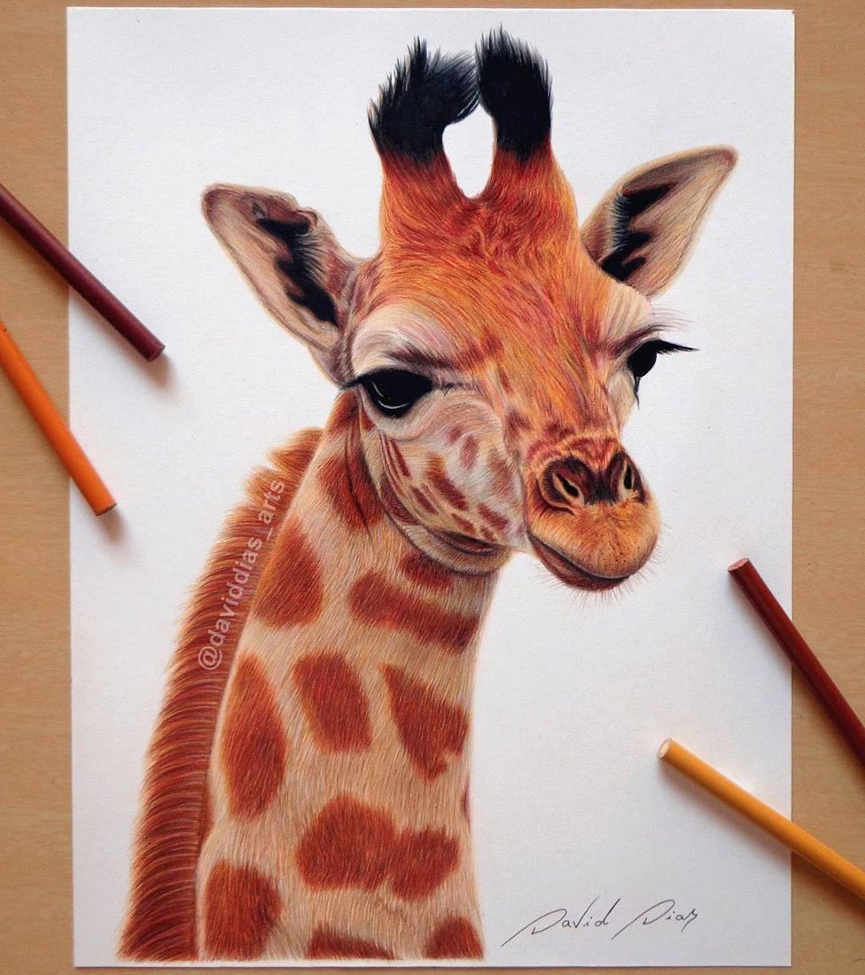 giraffe color pencil drawing