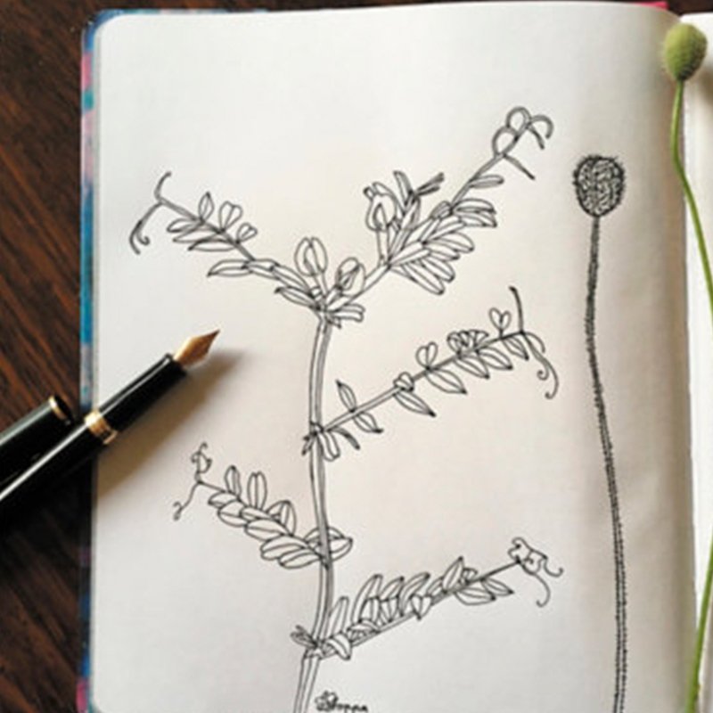 A Hemisphere fountain pen laid atop a notebook with a drawing of a plant.
