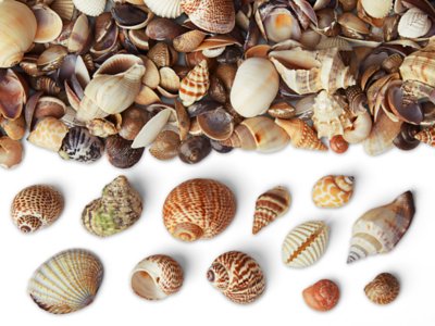How Seashells Have Built Our Cities – MSKGCN