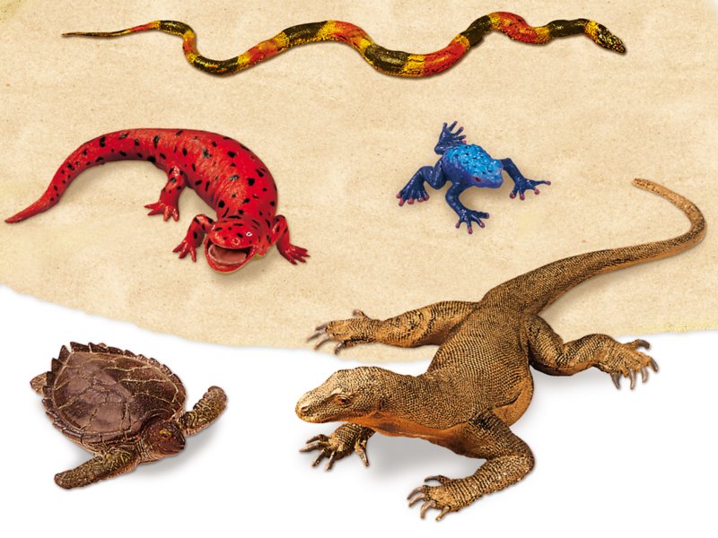 Reptiles and amphibians that can store live together