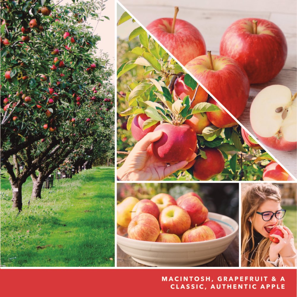 Macintosh Apple – Lebanon Candle Company