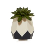 faceted succulent scentplug diffuser