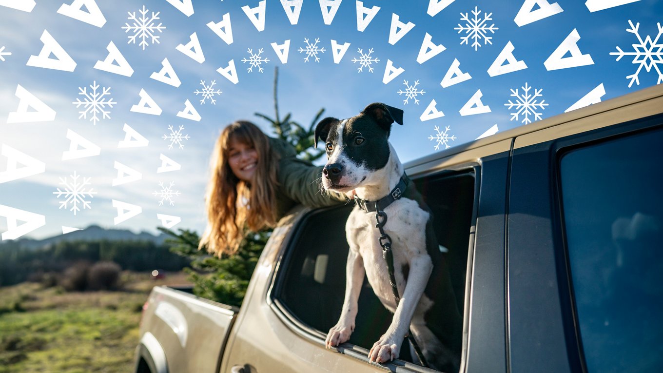 girl in back of pickup truck with christmas tree; looking over at dog perched out backseat window; blue sky + white AAA snowflake spiral graphic above them