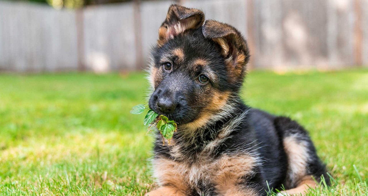 Shepard Puppy