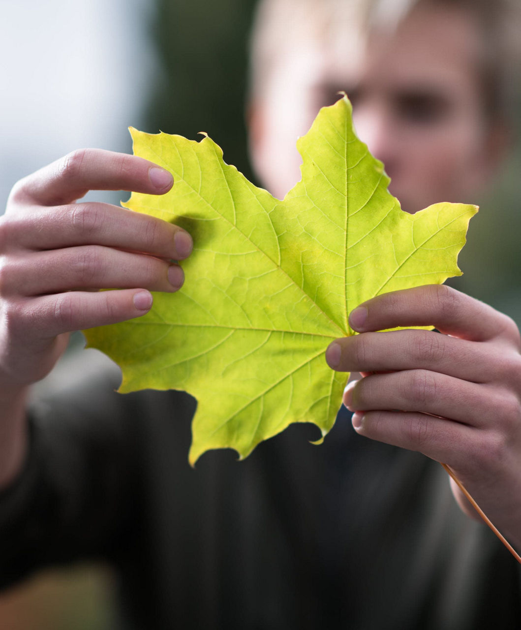 Man holding a maple tree leaf.