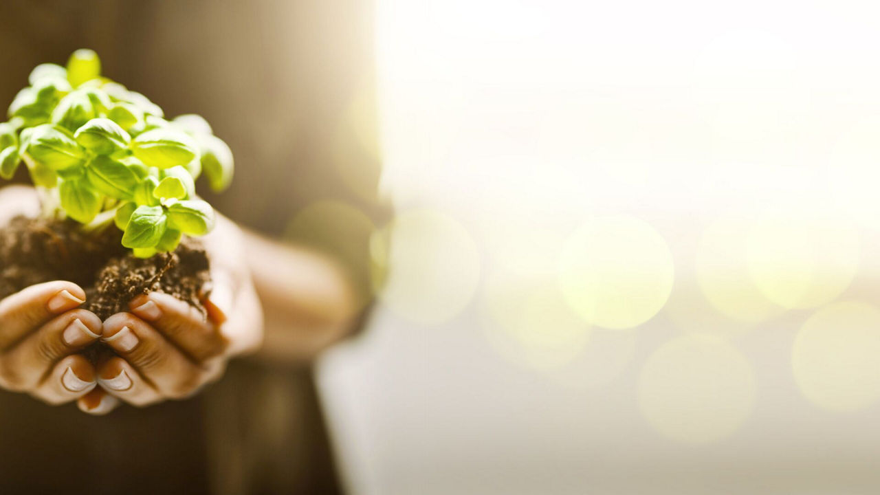 Holding plantings in soil