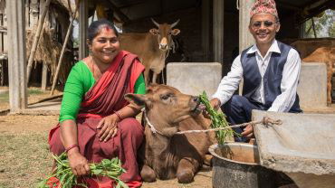 202x-heifer-netherlands-nepal-380x208.jpg