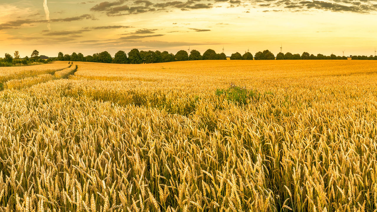 Field of golden wheat