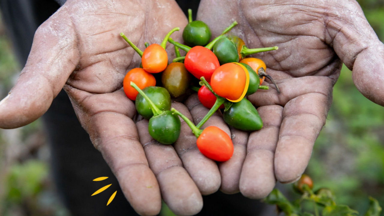 Hands holding harvested food