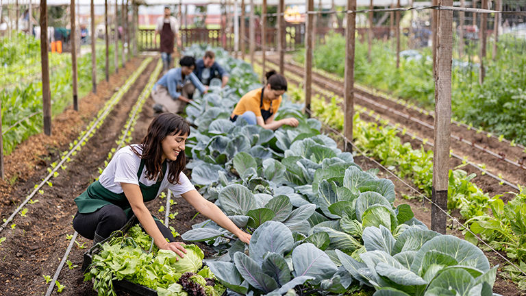 Picking vegetables